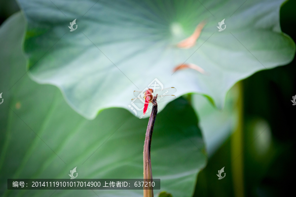 蜻蜓高清圖