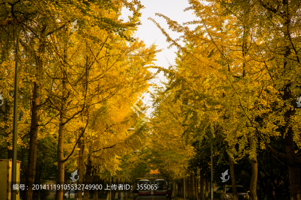 銀杏