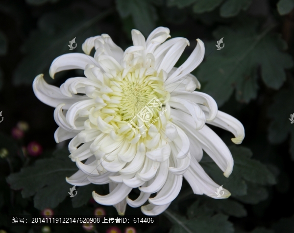菊花