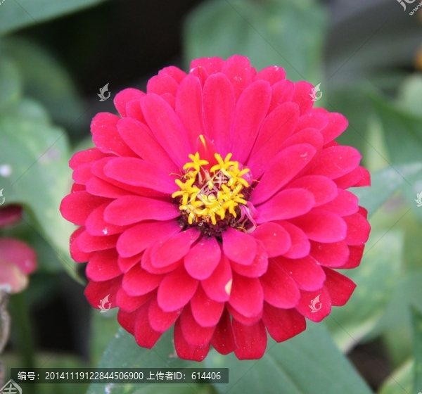 菊花