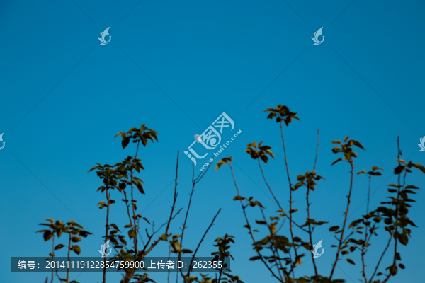 樹梢上的月亮