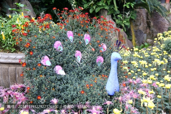 菊花