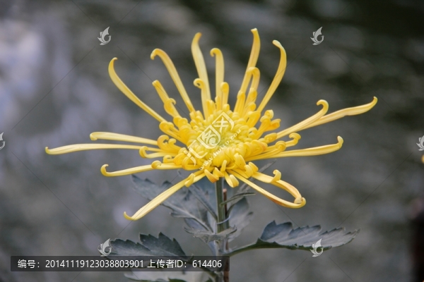菊花