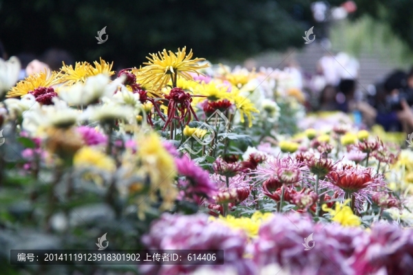 菊花