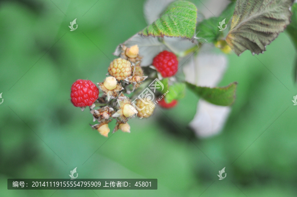 蛇泡兒