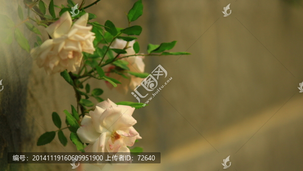 夢幻花朵
