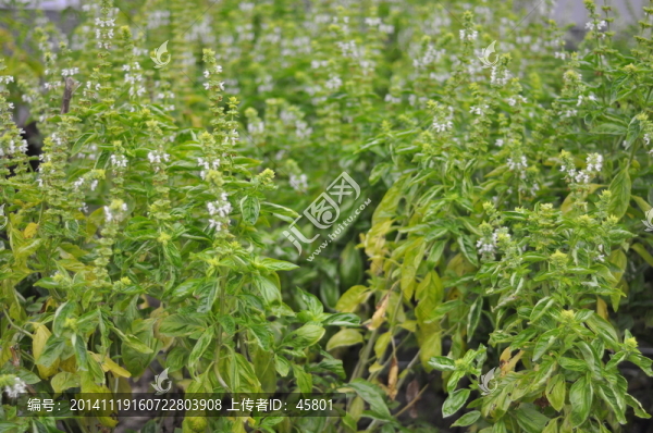 羅勒,藥用植物,芳香,中草藥