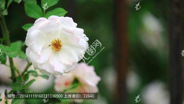 雪白的花朵