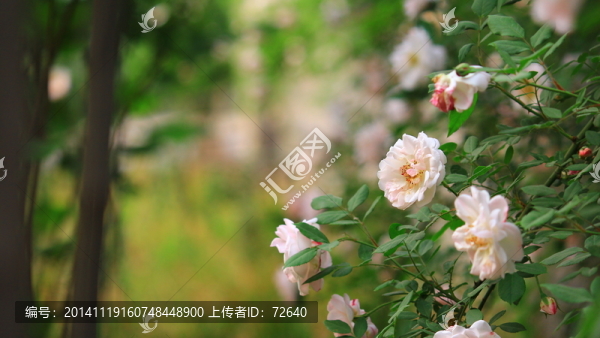 婚紗攝影背景圖片