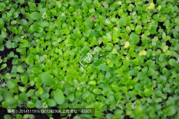 小青菜