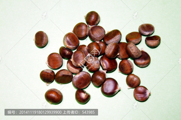 野生板栗
