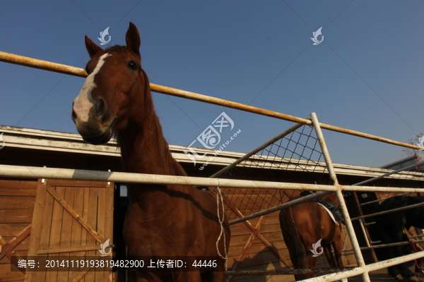 汗血寶馬