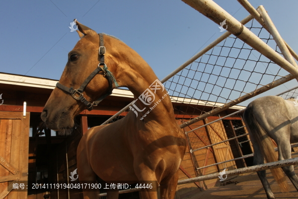 汗血寶馬