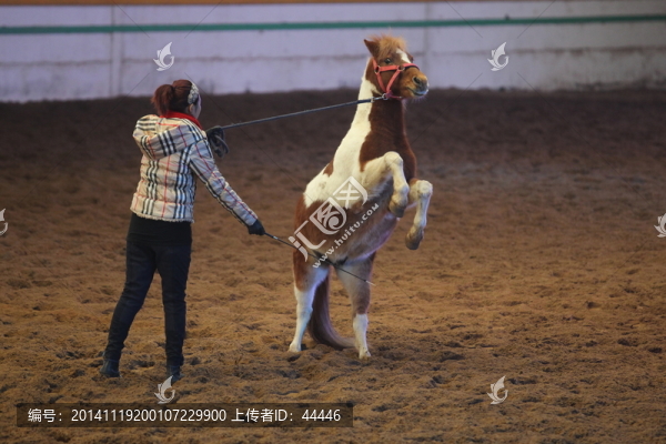 馴馬
