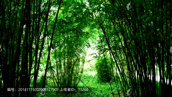 竹林