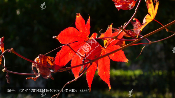 紅葉