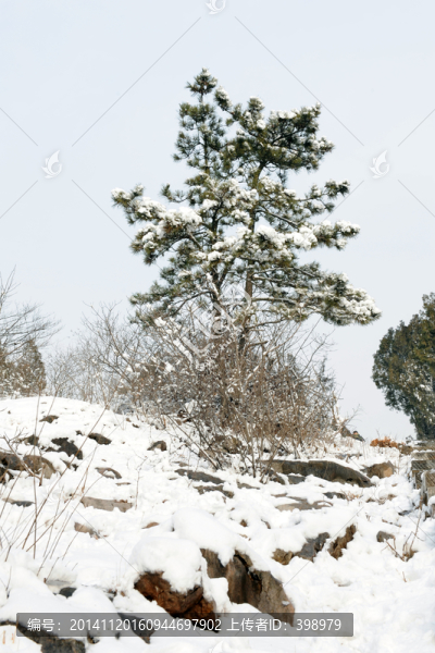 雪中的松樹