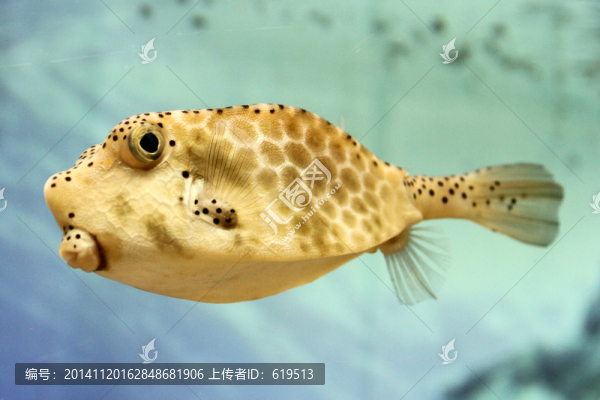 海洋魚類