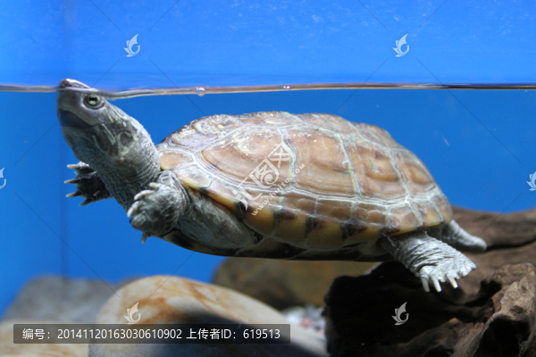 海龜