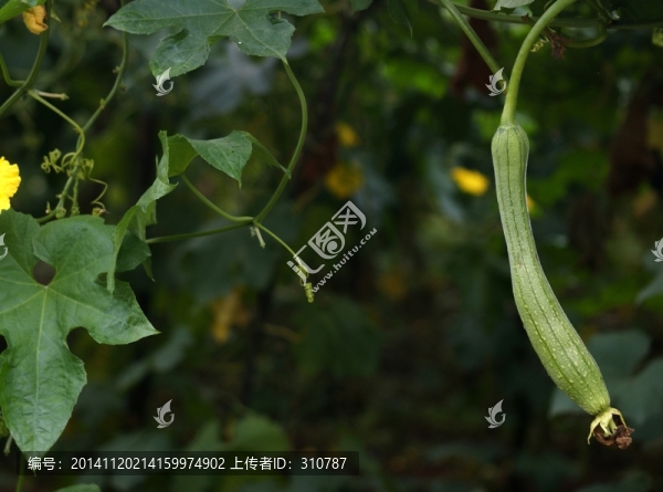 蔬菜種植,絲瓜