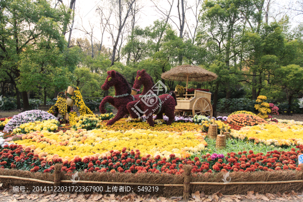 菊花展