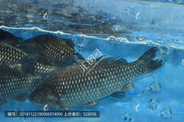 刀子魚(yú)