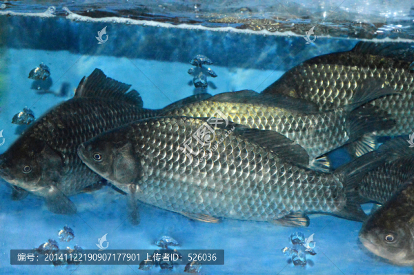 鯽魚