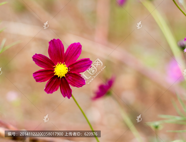 格桑花