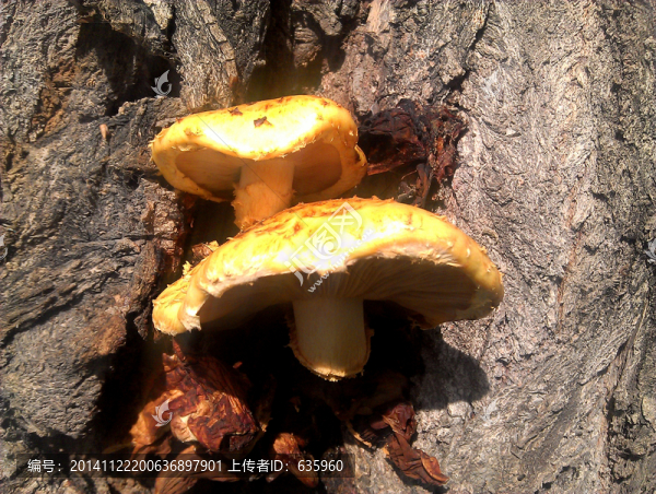 金色的柳樹(shù)菇