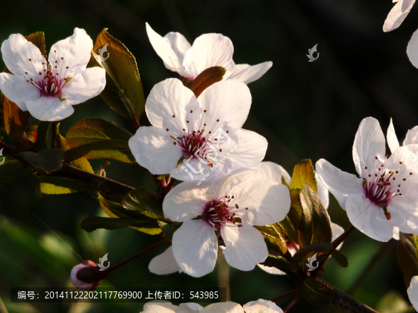 李子花