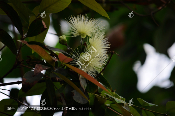 花卉高清