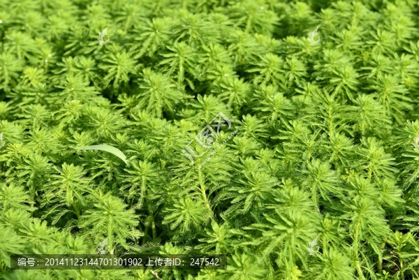 水草,綠草