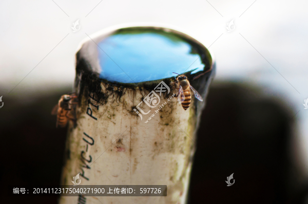 蜜蜂飼養(yǎng)