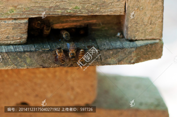 蜜蜂飼養(yǎng)箱