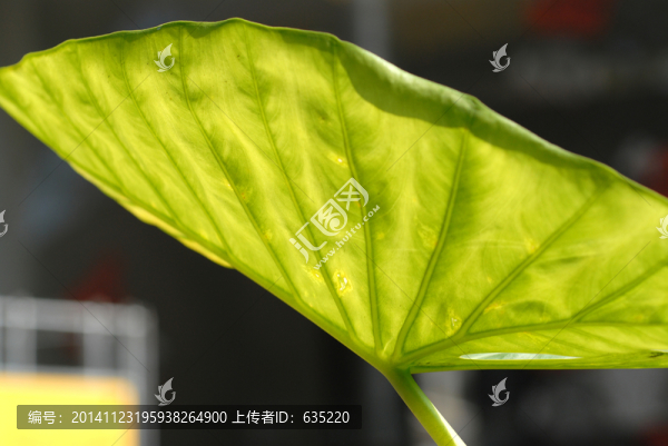 葉脈清晰,高清,綠色高清,微距
