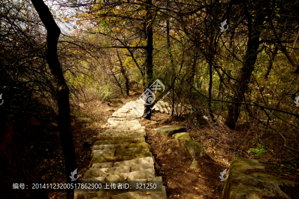 山間樹林,山間盤道