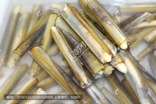 竹節(jié)蟶