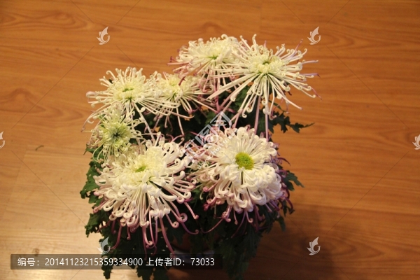 菊花,九月菊,絲菊,白菊