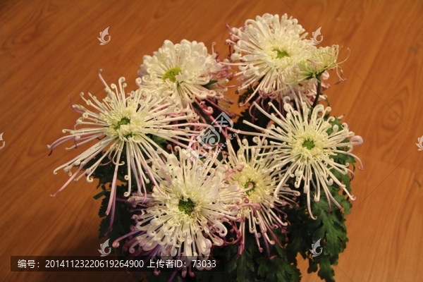 菊花