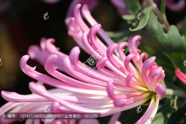 菊花