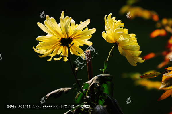 菊