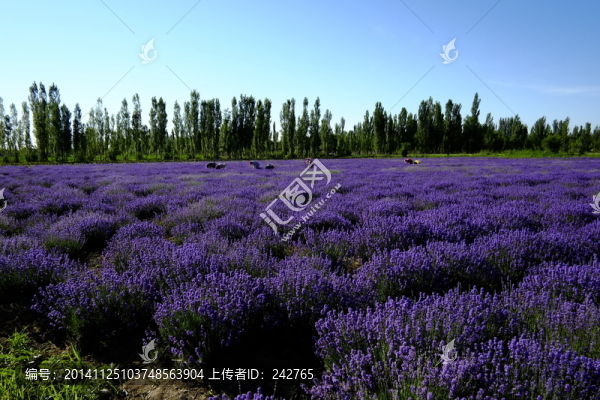 薰衣草