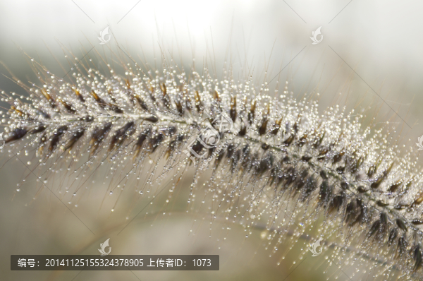 夢(mèng)幻狗尾巴草