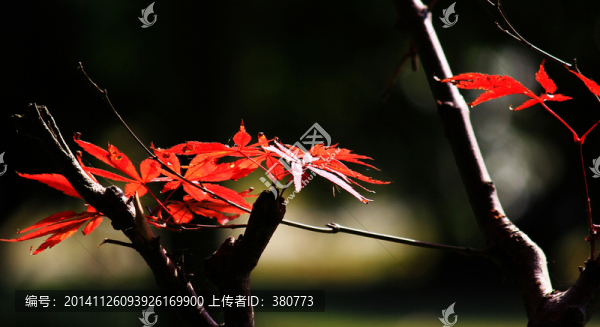 紅葉