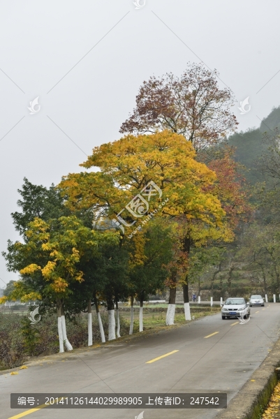 秋天的樹(shù)