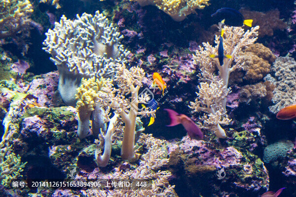 海底世界,水族箱布置,珊瑚