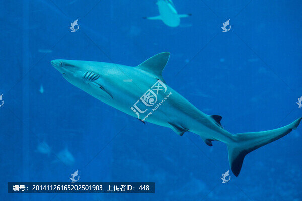 海水魚,鯊魚,海水觀賞魚
