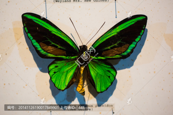 蝴蝶標(biāo)本