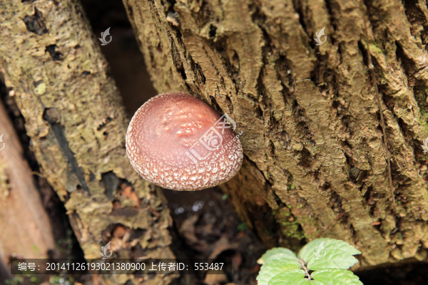 山香菇,菌類,蘑菇,食品,蔬菜