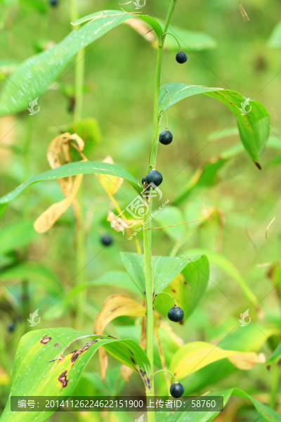 野生植物,玉竹